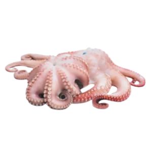 Octopus