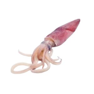 Squid