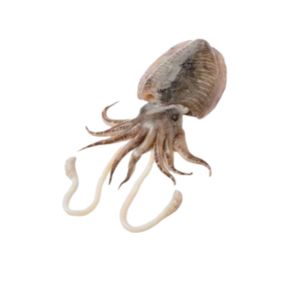 Cuttlefish